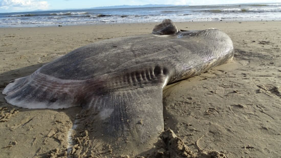 Alien-Looking Fish Washes Up on Shore