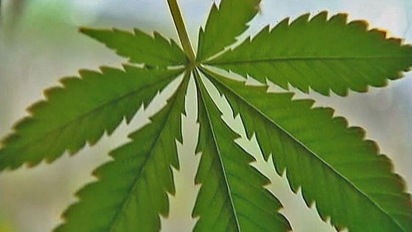 marijuana-leaf1