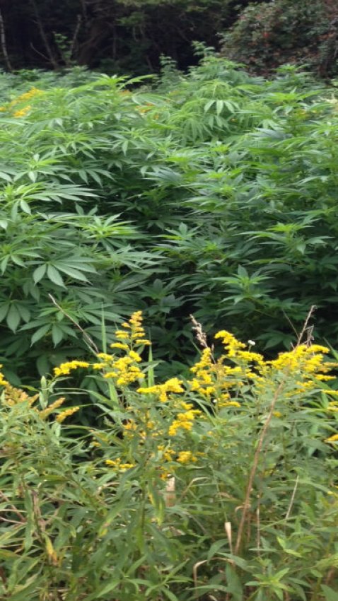 marijuana plants