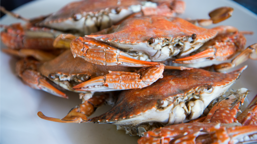 maryland crabs four