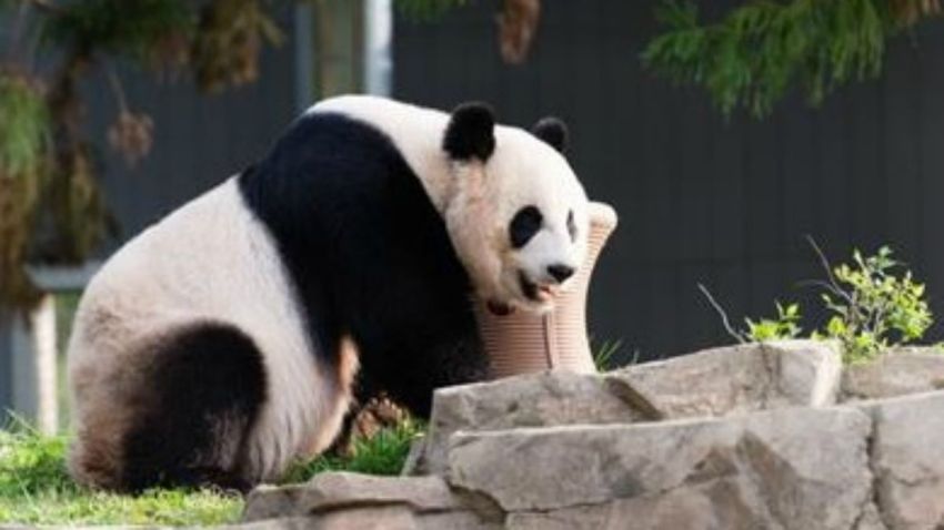 mei xiang panda