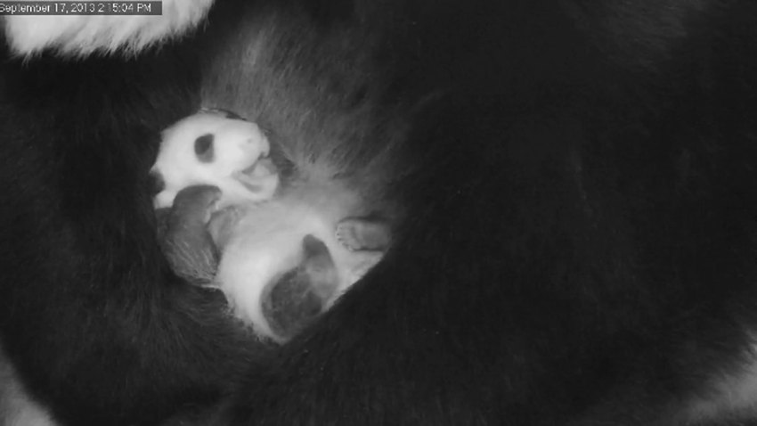 national-zoo-panda-cub-2013