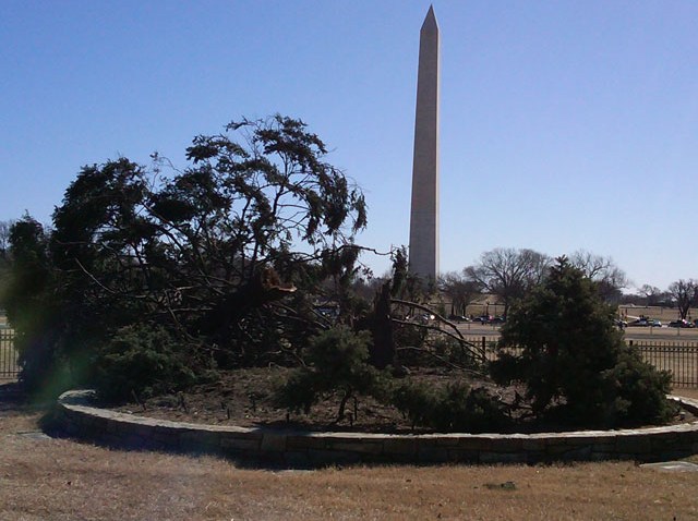 national_tree_down
