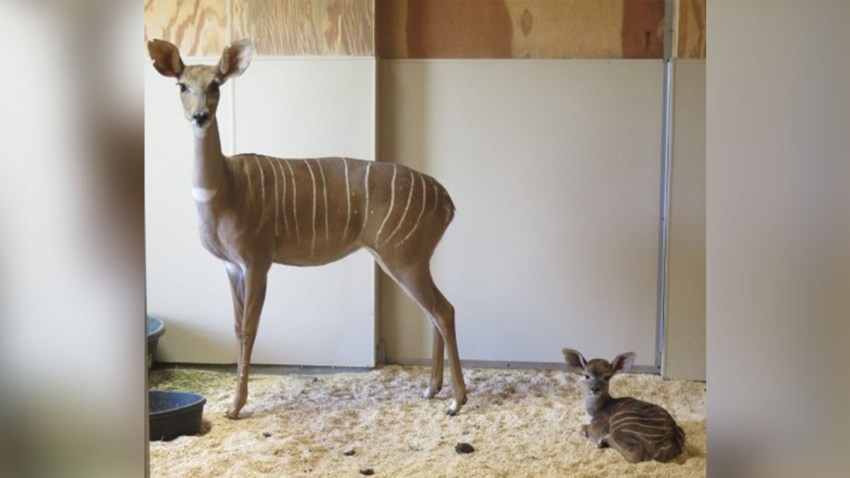 new kudu at the zoo