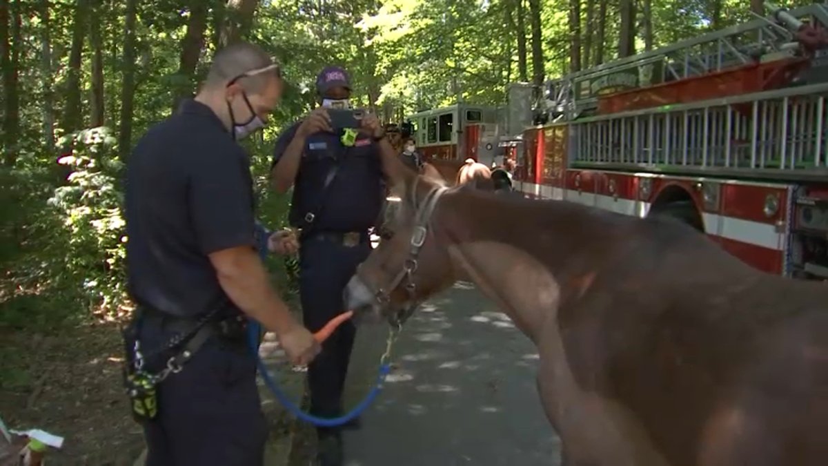 Meet Nutmeg, DC’s Honorary Fire and EMS Horse NBC4 Washington