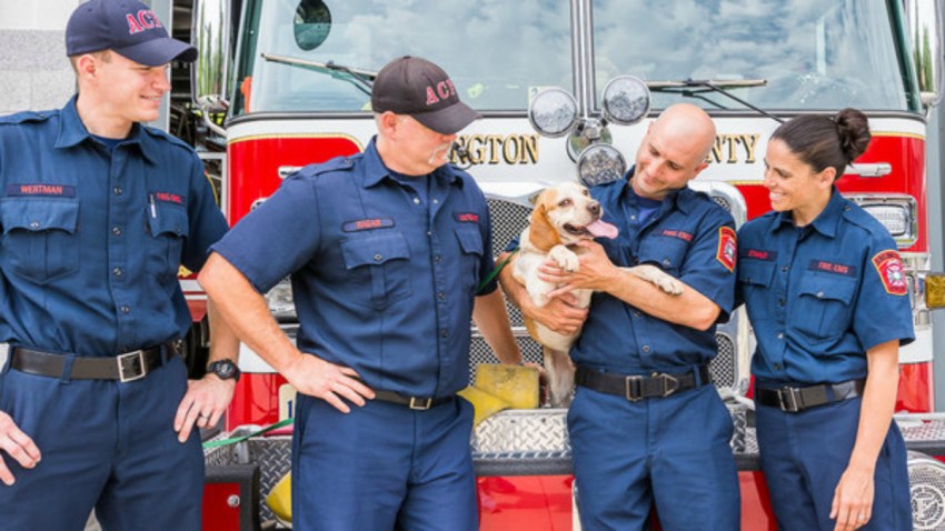 operation firepaws