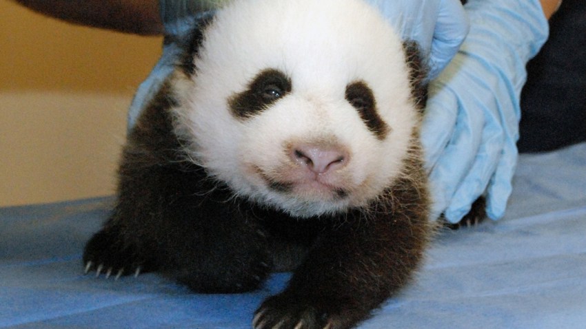 panda-cub-after-govt-shutdown1