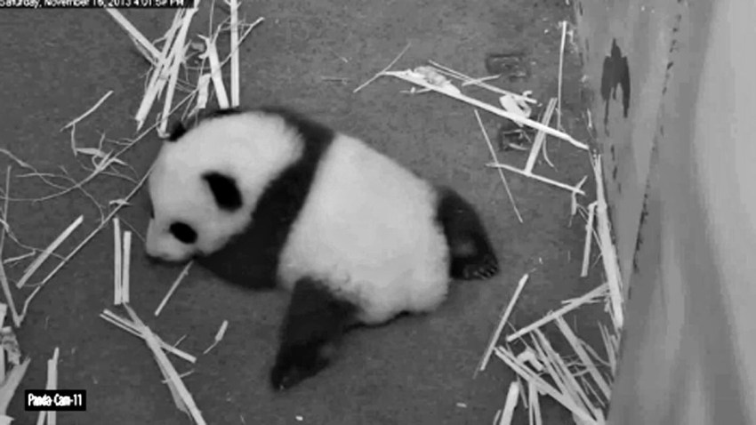 panda-cub-walking