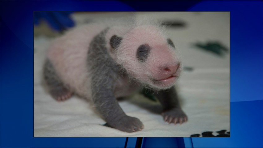 panda---sept8c-2015-09-15_1418