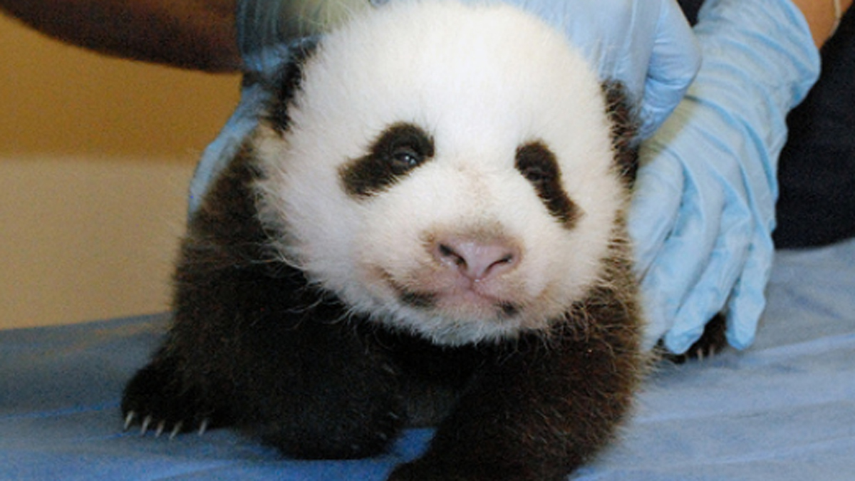 national zoo panda cam national zoo panda cam