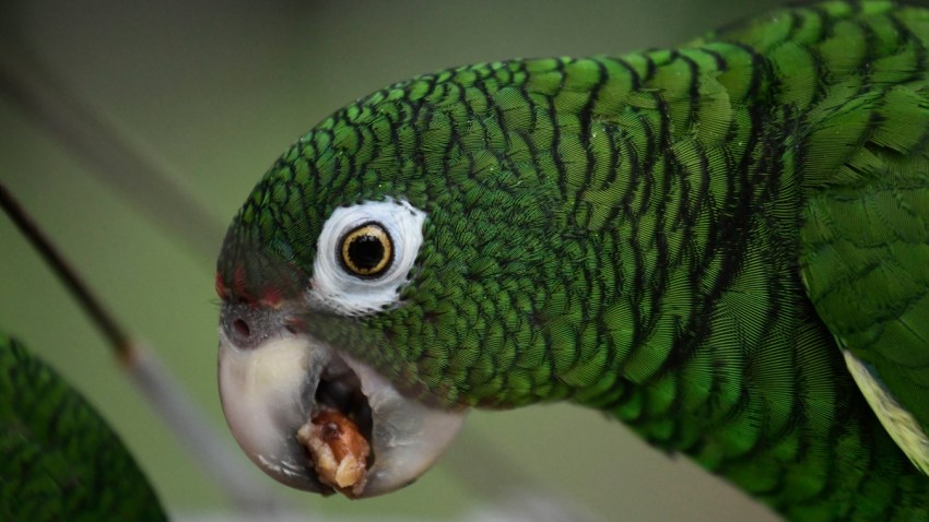 Puerto Rico Saving Parrots