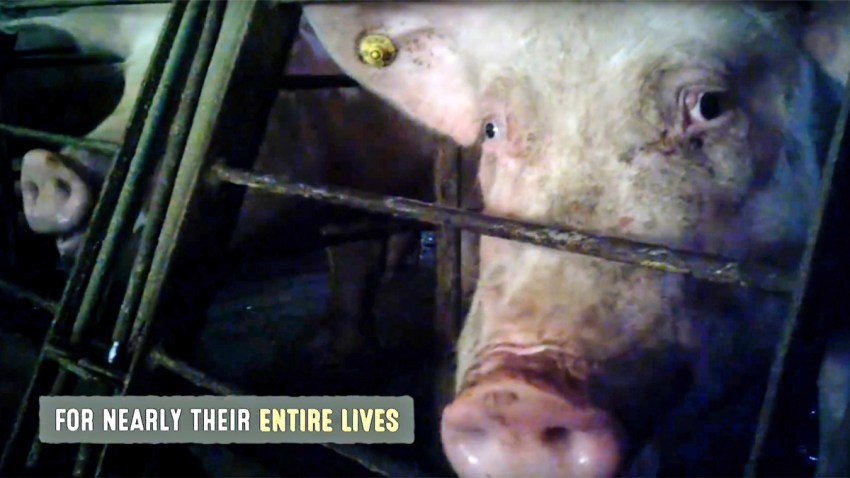 Pig Farm Undercover Video