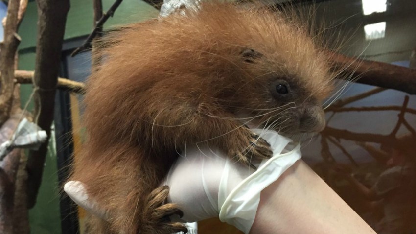 porcupette