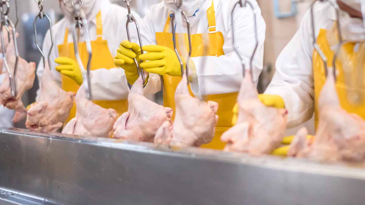 Virus Cases at Virginia Poultry Plants Raise Concerns