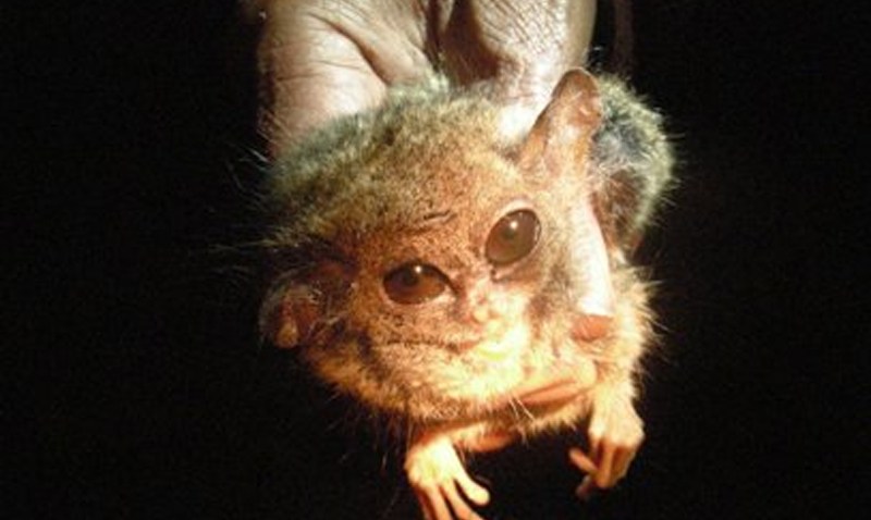 111908 Pygmy Tarsier