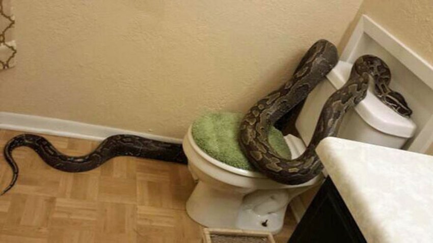 python-bathroom-the-eagle