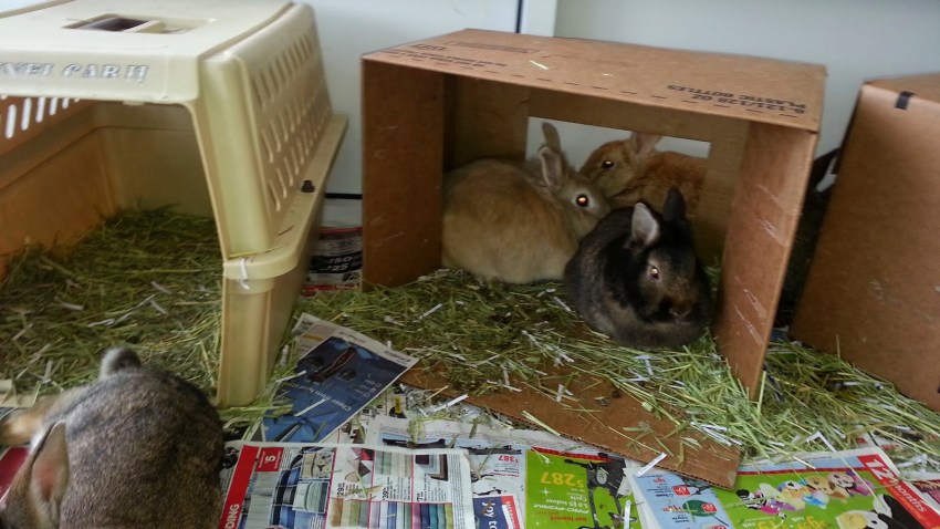rabbit pic