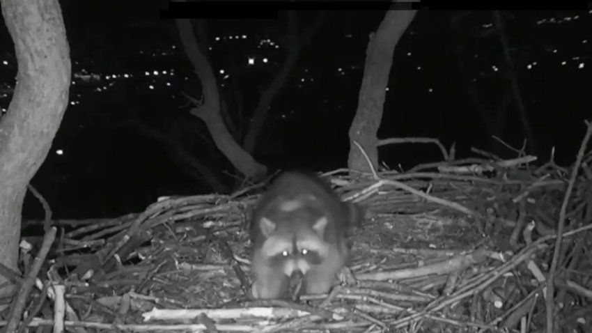 raccoon ate eggs