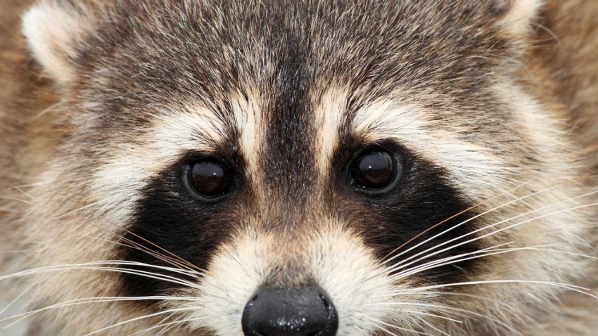 Metro Opens Doors To Raccoon Family Nbc4 Washington