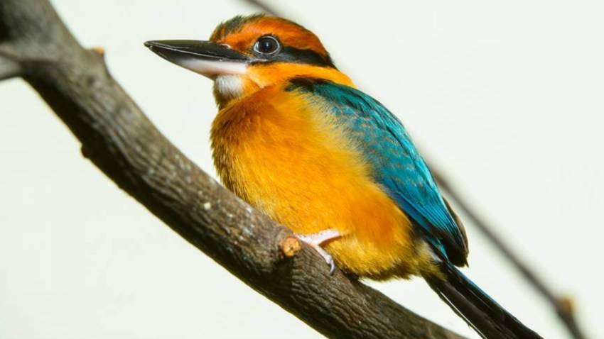 Guam Kingfisher