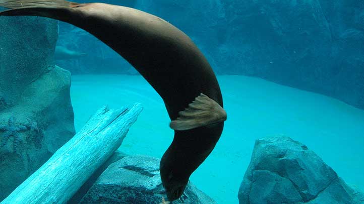 seal-7881133792_1211b3325f_c2