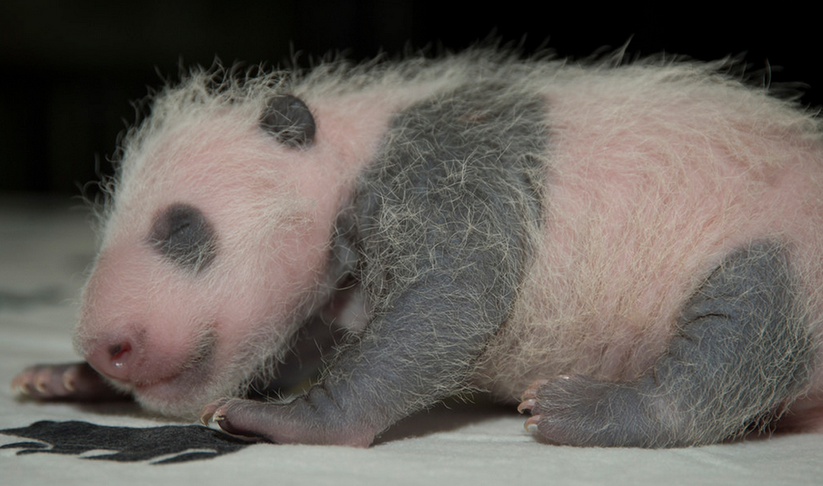 Baby panda makes debut – online – at National Zoo