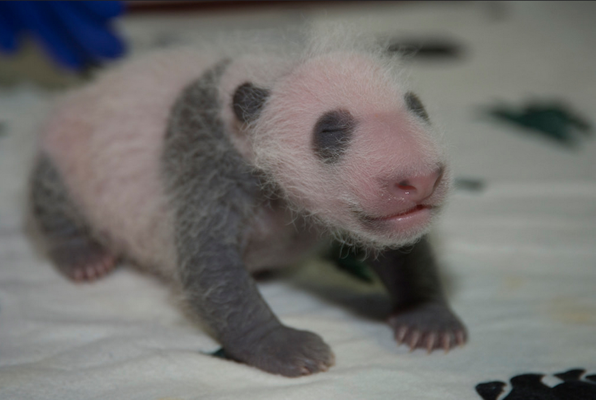 Photos: See Bei Bei Grow From Cub to Giant Panda – NBC4 Washington