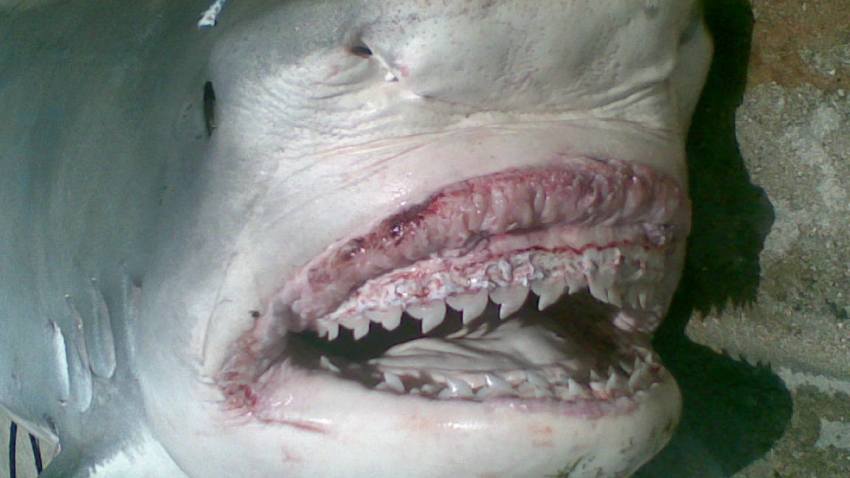 shark_004