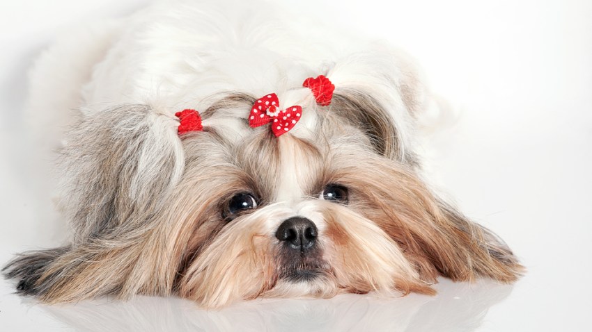 shih-shutterstock_68698159