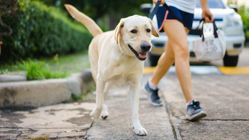 shutterstock_1061274119