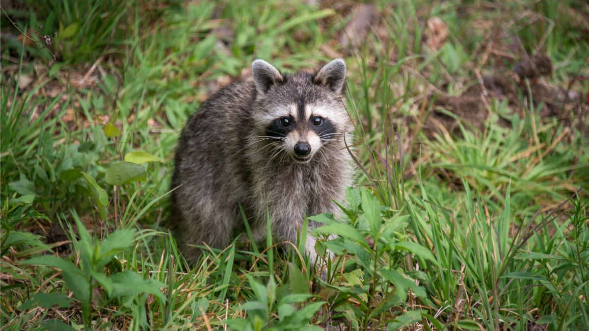 BacktoBack Raccoon Attacks in Virginia NBC4 Washington