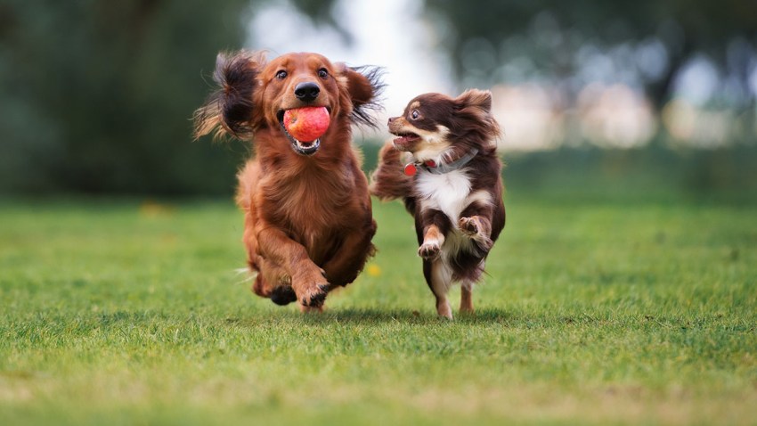 shutterstock_485806801