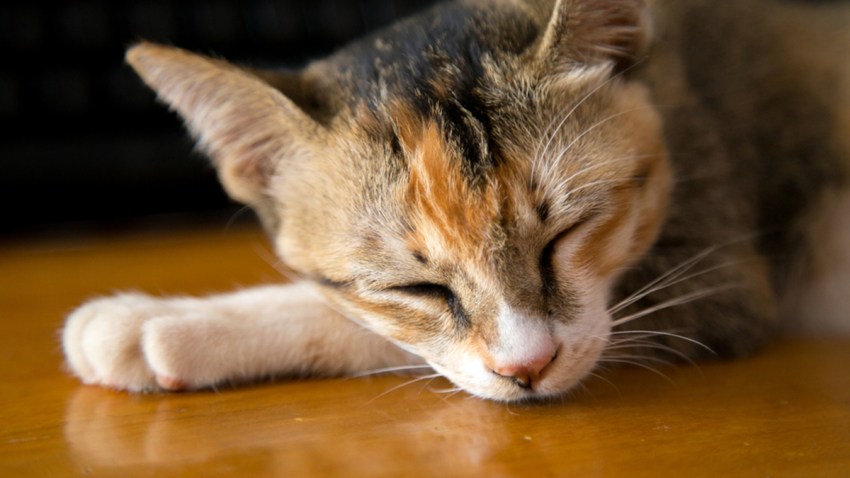 shutterstock_575912446