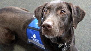 therapy dog