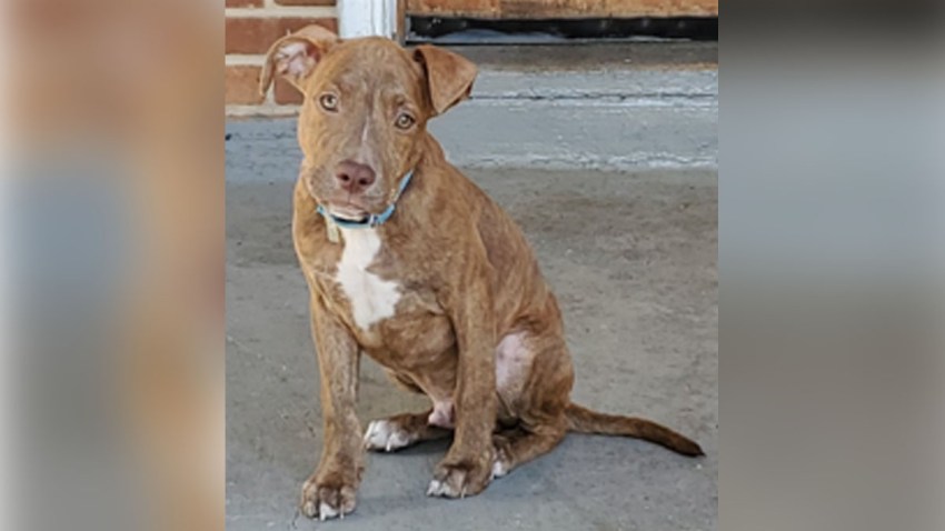 stolen pit bull