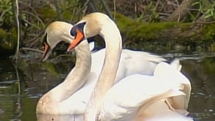 Swans Generic Golf Course