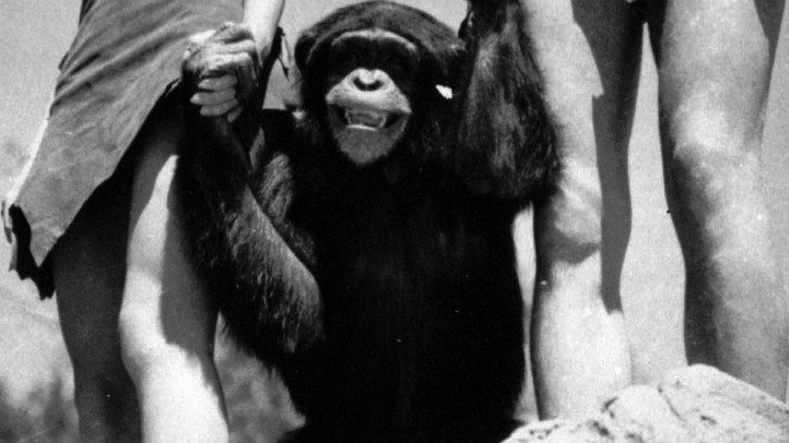 tarzan chimp cheetah