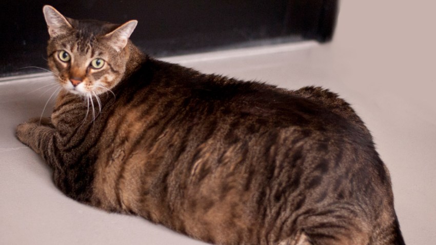 tiger the cat