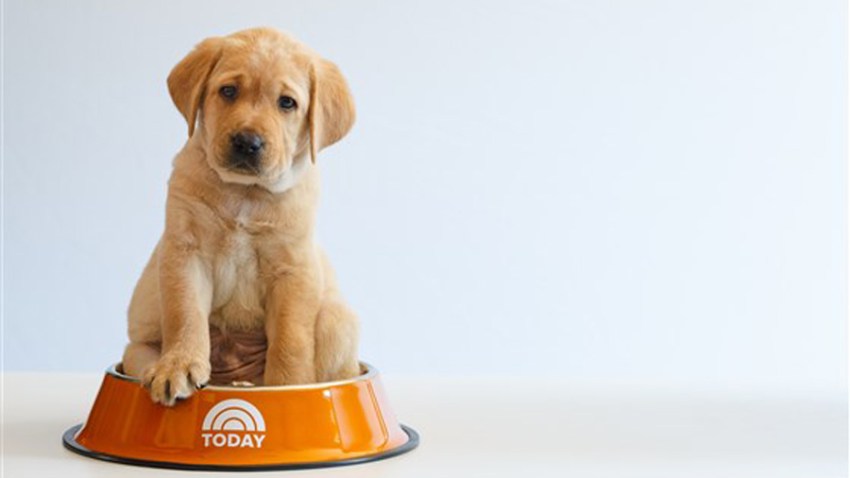 today-puppy-today-inline3-180223_bfe0f1292892c9e8aa4ad8a81c81890e.fit-560w