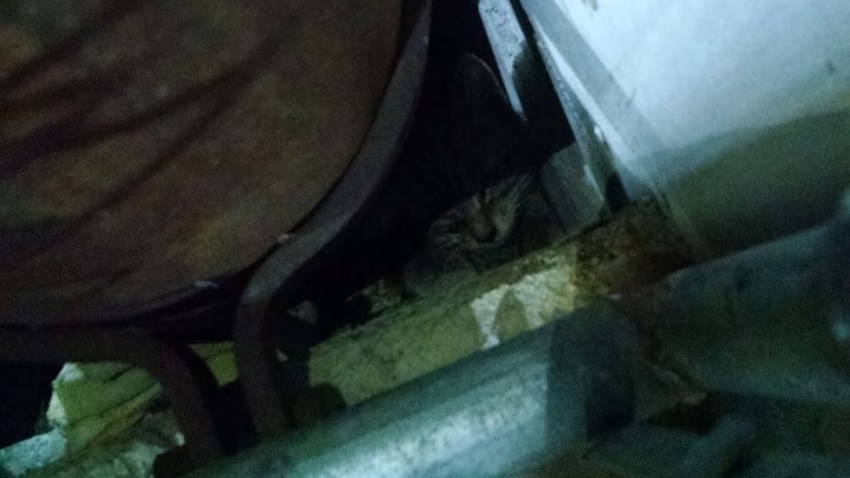 trapped cat at doctors community hospital