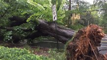 tree uprooted nebraska ave