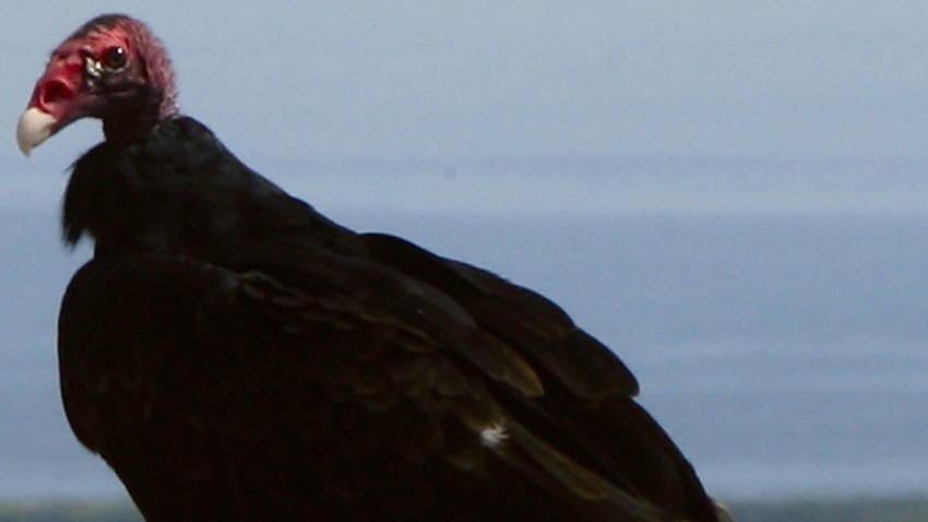 032709 Turkey Vulture