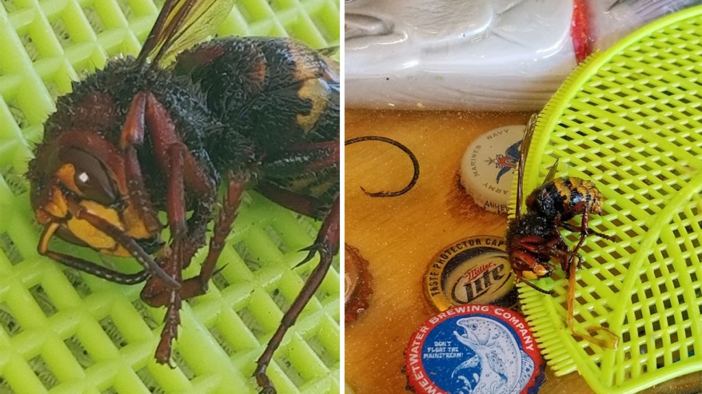 Alarmed About the ‘Murder Hornet’? DC Area Has Little to Worry About ...