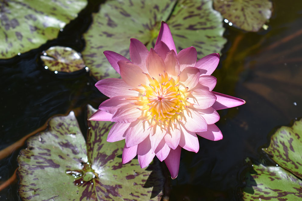 Lotus Flowers Water Lilies In Full Bloom At Dc S Aquatic Gardens