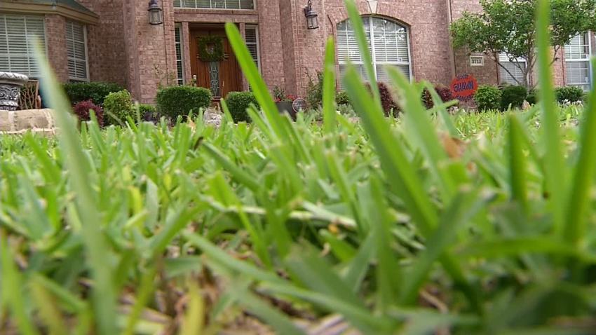 yard-grass-generic-2
