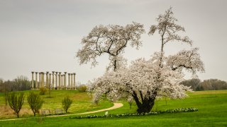 Cherry blossoms at National Arboretum
