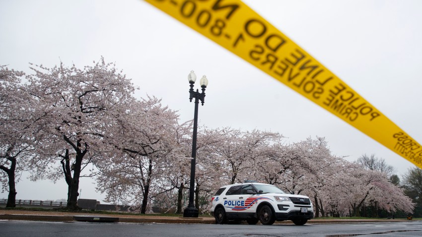 Police tape and cherry blossoms
