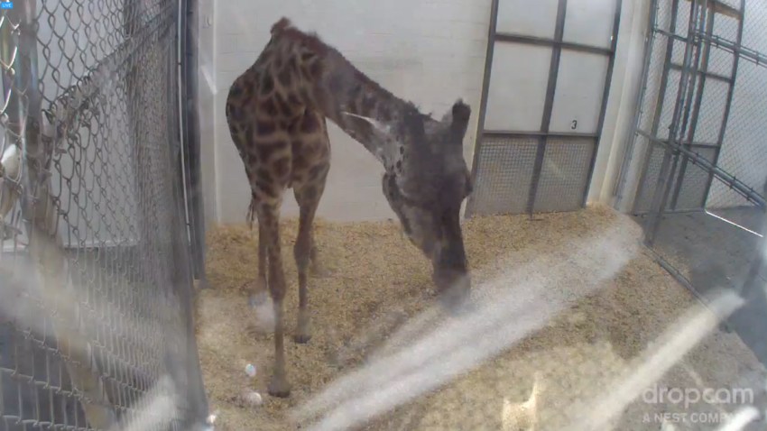 zoo-baby-giraffe-giraffe-giraaaaaaffe