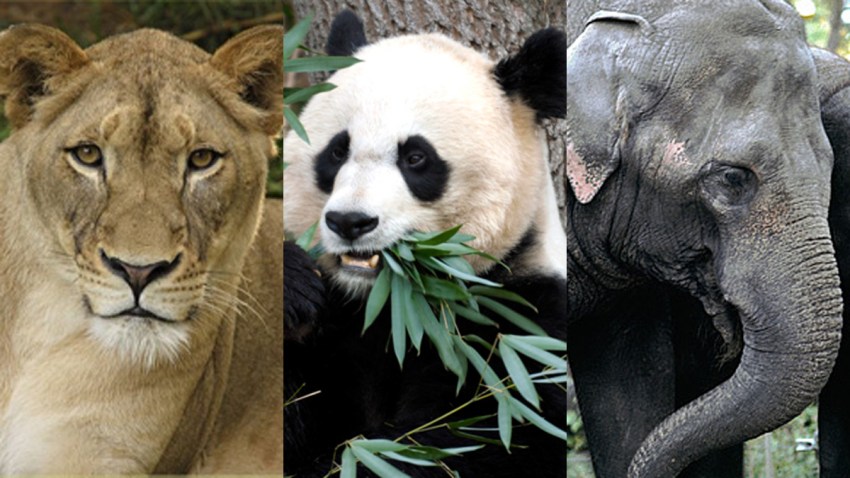 zoo collage