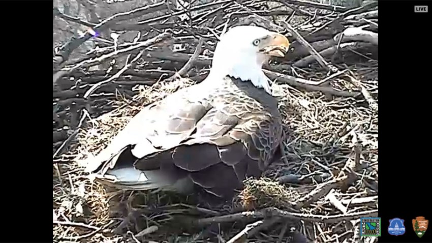 Eagle Cam